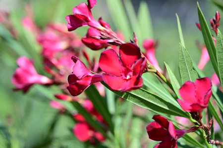Close up of red oleander flowers blooming in the garden
