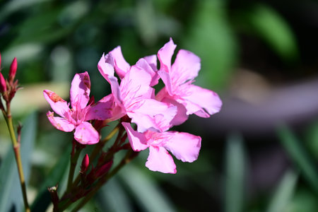 Pink oleander flowers blooming in the garden, stock photo