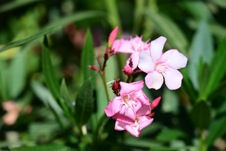 pink oleander flower in the garden,closeup of photo