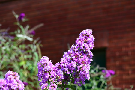 Purple lilac flowers on the background of a brick wall.
