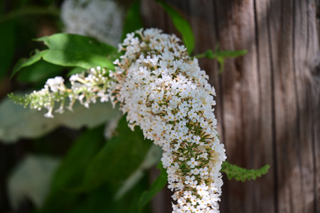 White flowers of the Buddleja davidii on a wooden background