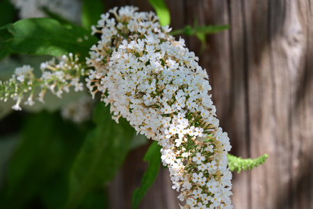 White flowers of a Buddleja davidii on a wooden background