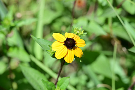 Yellow flower with green leaves in the garden on a sunny day.の写真素材