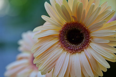 Close up of a beautiful gerbera flower in the garden.