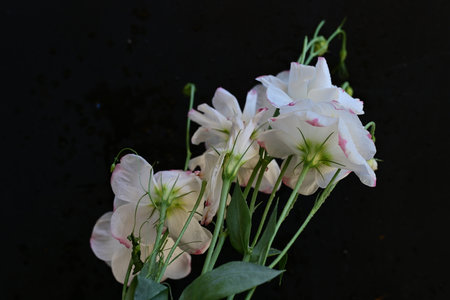 Bouquet of white and pink freesia flowers on black background
