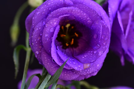Beautiful purple eustoma flowers with water drops on black backgroundの写真素材