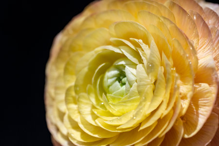 Beautiful yellow ranunculus flower on black background, close up