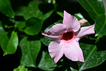 Close up of beautiful pink bignonia flower with green leaves.の写真素材