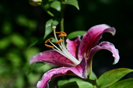 Beautiful pink lily flower in the garden, close-upの写真素材