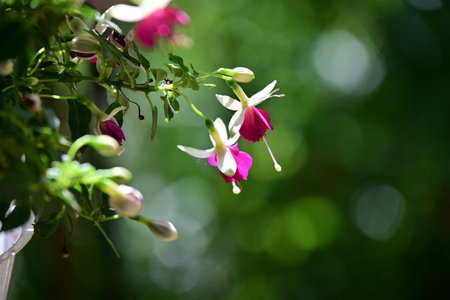 Fuchsia flowers in the garden. Shallow depth of field.