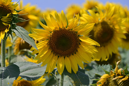 Sunflower field in Lopburi province, Thailand.