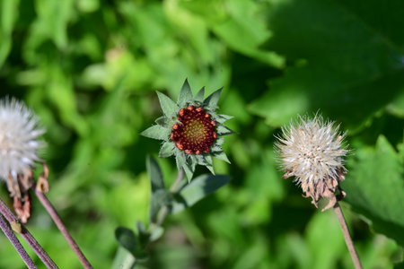 Flowering Thistle (Thistle bracteatum)の写真素材
