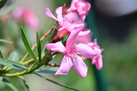 Pink oleander flowers blooming in the garden, stock photo