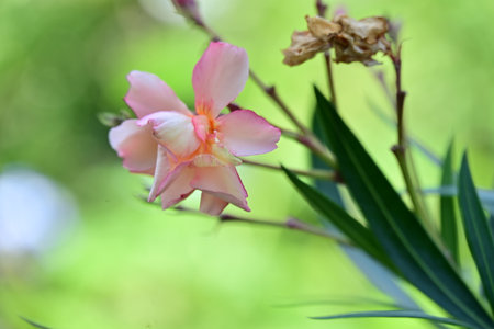 pink oleander flower blooming in the garden with blurred background