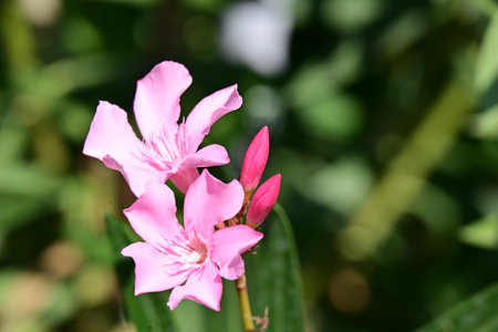Pink oleander flowers blooming in the garden, Thailand.