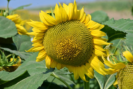 Sunflower in the field. Close-up of sunflower.