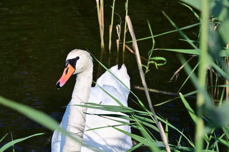 White swan swimming in a lake with reeds in the backgroundの写真素材