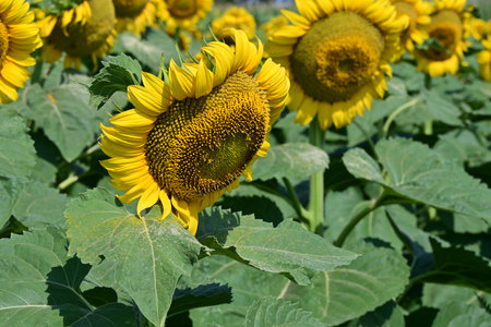 Sunflower field.