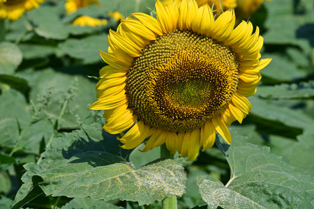 Sunflower in the field. Close-up of sunflower.