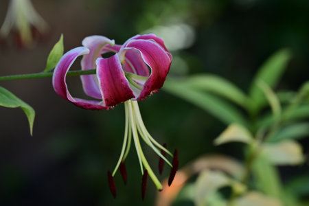 Purple lily flower in the garden. Lilium lancifoliumの写真素材