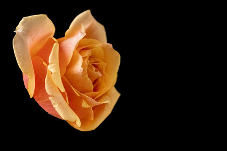 Orange rose isolated on a black background with copy space for text.の写真素材
