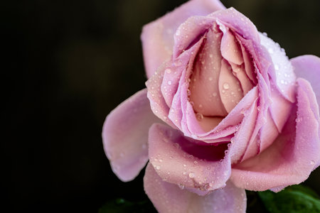 Beautiful pink rose with water drops on a dark background, close upの写真素材