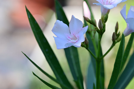 Nerium oleander is a species of flowering plant in the family Oleaceae.