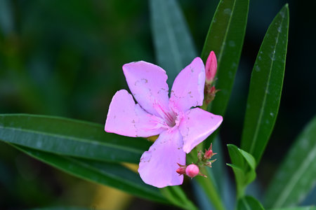 Pink oleander flower blooming in the garden with green backgroundの写真素材
