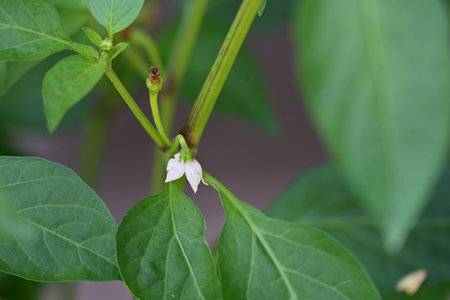pepper plant in the garden, closeup of green leaves and flowerの写真素材