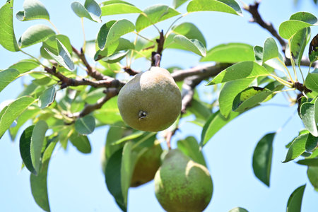 pears on a tree in the orchard, closeup of photoの写真素材