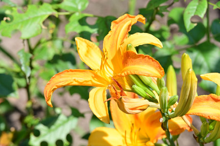 Yellow lily flowers in the garden on a sunny summer day.