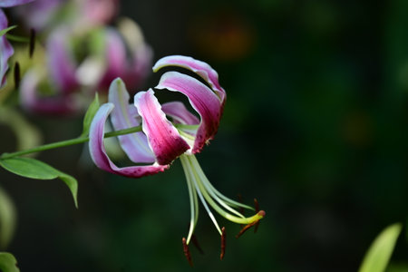Beautiful lily flower in the garden. Selective focus.の写真素材