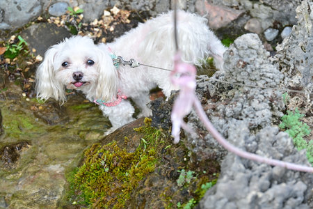 Cute Maltese dog standing on a rock in the park.