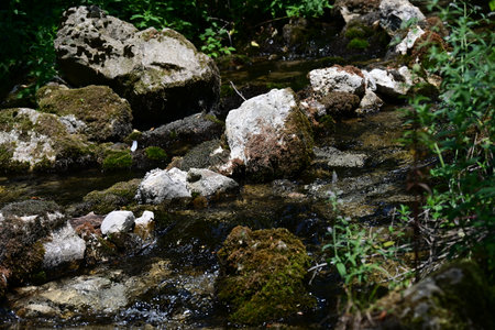 Mountain stream in the forest. Nature composition. Shallow depth of field.