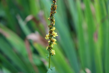 Close up of yellow flower and bee on green leaf background in garden