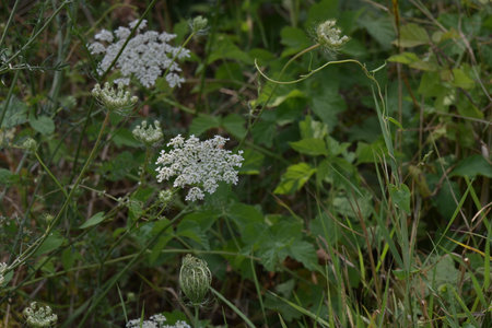 White flowers of wild cow parsnip (Aesculus hippocastanum)