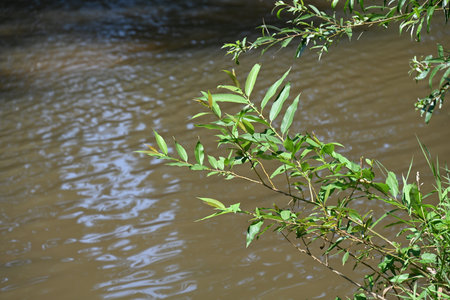 Green leaves on the branches of a tree on the background of the riverの写真素材