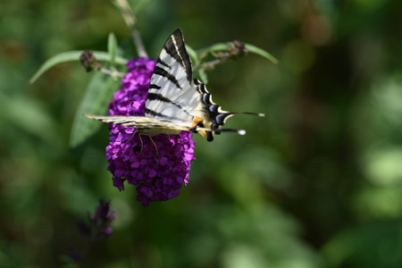 Butterfly on a purple flower in the garden. Butterfly on a purple flower.