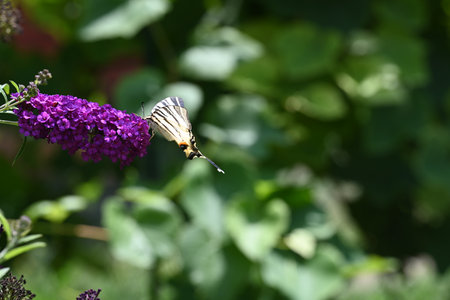 Butterfly on a purple Buddleja davidii in the garden