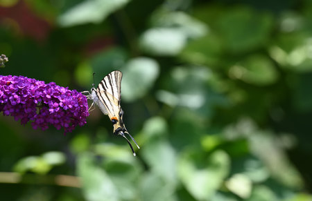 Swallowtail butterfly on a purple butterfly bush in the garden.の写真素材