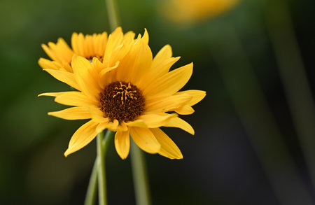 Close up of a yellow flower (Helianthus annuus)