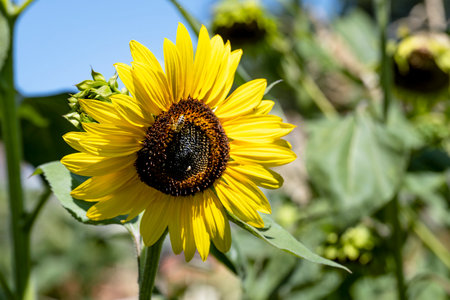 Sunflower and bee in the field on a sunny summer day.