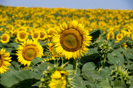 Sunflower field on a sunny summer day, natural landscape background.
