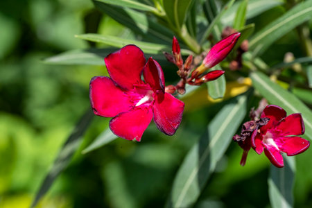 Red oleander flowers in the garden, close-up.