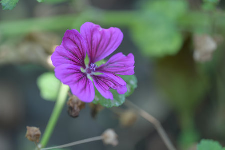 Malva sylvestris flower in the garden, stock photoの写真素材