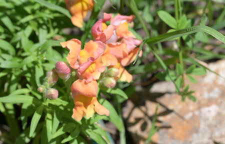 Close up of Antirrhinum majus in the gardenの写真素材
