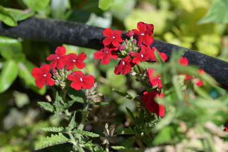 Beautiful red flowers in the garden on a sunny summer day.の写真素材