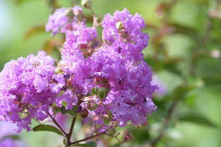 Lagerstroemia speciosa or Queen's flower in gardenの写真素材