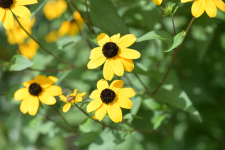 Yellow flowers on a background of green leaves. Yellow flowers of rudbeckia.