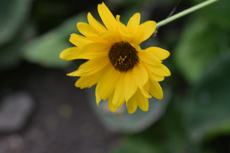 beautiful yellow daisy flower in the garden on a sunny day
